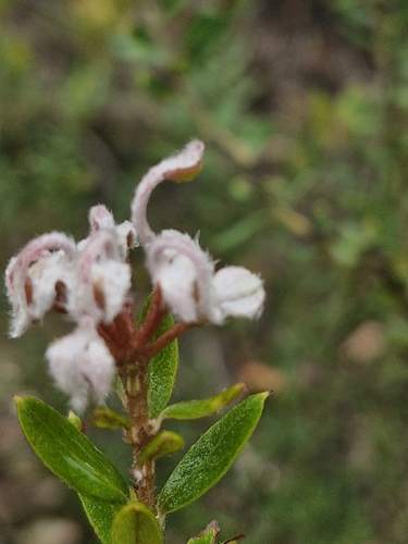 Grey Spider Flower (Grevillea phylicoides)