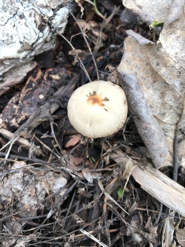 Psathyrella (Photo 4 of 5)