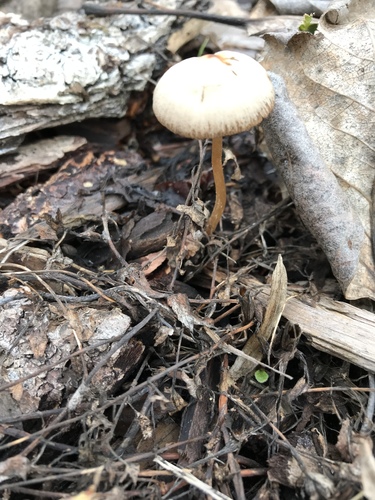 Psathyrella