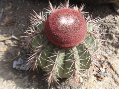 Melocactus bahiensis
