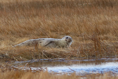 Pagophilus groenlandicus