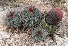 Melocactus bahiensis