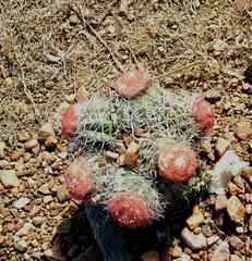 Melocactus zehntneri