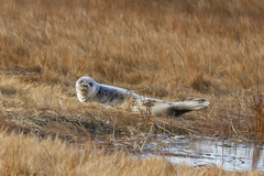 Pagophilus groenlandicus