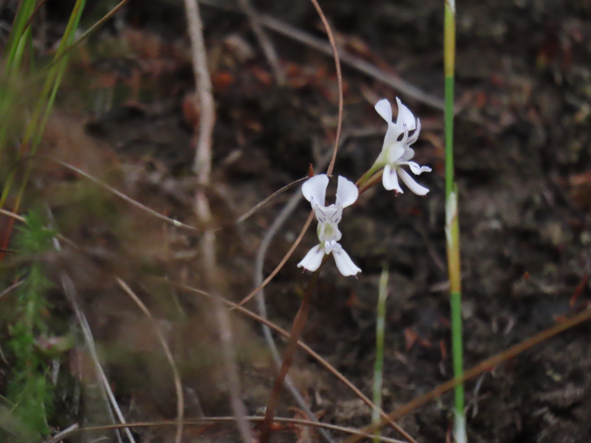 X Disa (Disa sagittalis)
