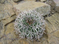 Melocactus zehntneri