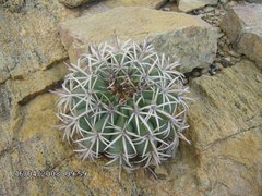 Melocactus zehntneri