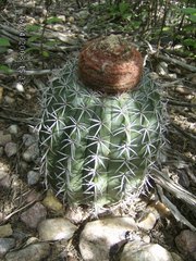 Melocactus zehntneri
