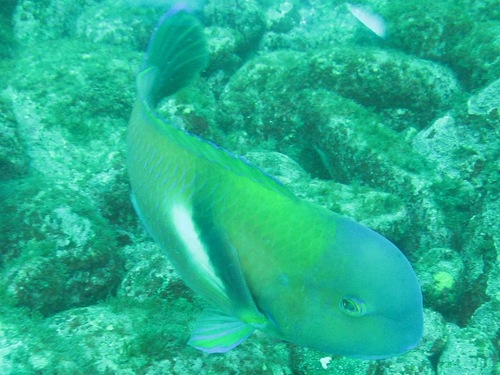 Azurio tuskfish (Choerodon azurio) — Labridae — 5