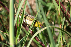 Ploceus cucullatus