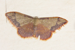 Idaea ostrinaria