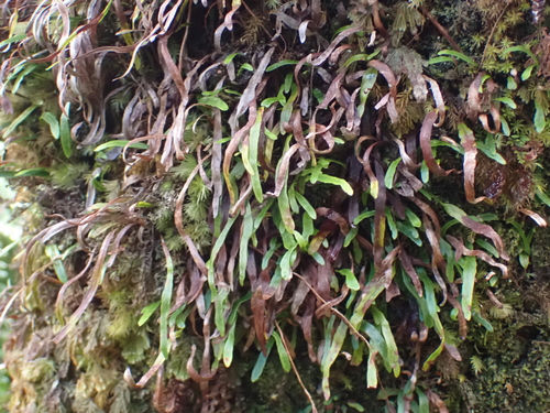 Adenophorus tenellus observed 2025-11-22