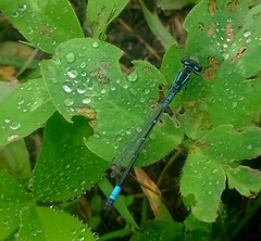 Coenagrion glaciale