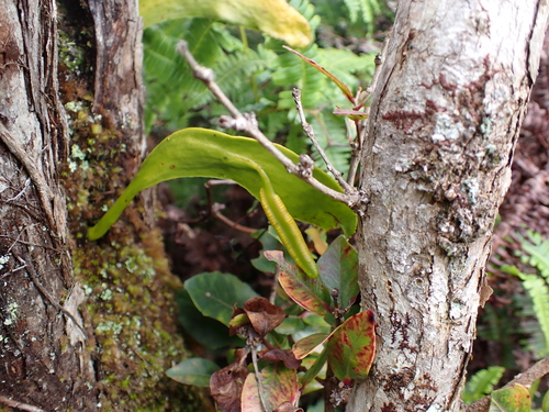 Ophioderma falcatum observed 2025-11-22