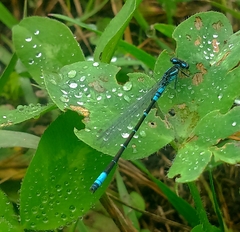 Coenagrion glaciale