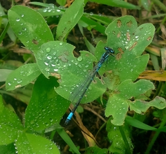 Coenagrion glaciale