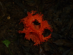 Clathrus cristatus