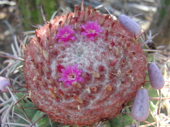 Melocactus zehntneri