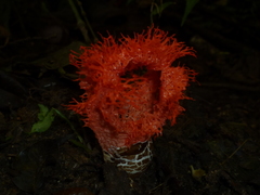 Clathrus cristatus