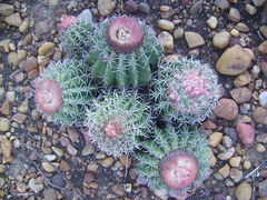 Melocactus zehntneri
