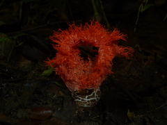 Clathrus cristatus