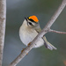 Golden-crowned Kinglet - Photo (c) Nick Tepper, some rights reserved (CC BY-NC), uploaded by Nick Tepper