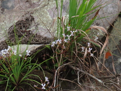 Disa sagittalis, photograph (c) Christiaan Viljoen, some rights reserved (CC BY)