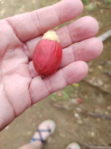 Adonidia merrillii