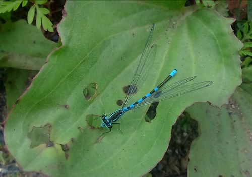 Coenagrion ecornutum