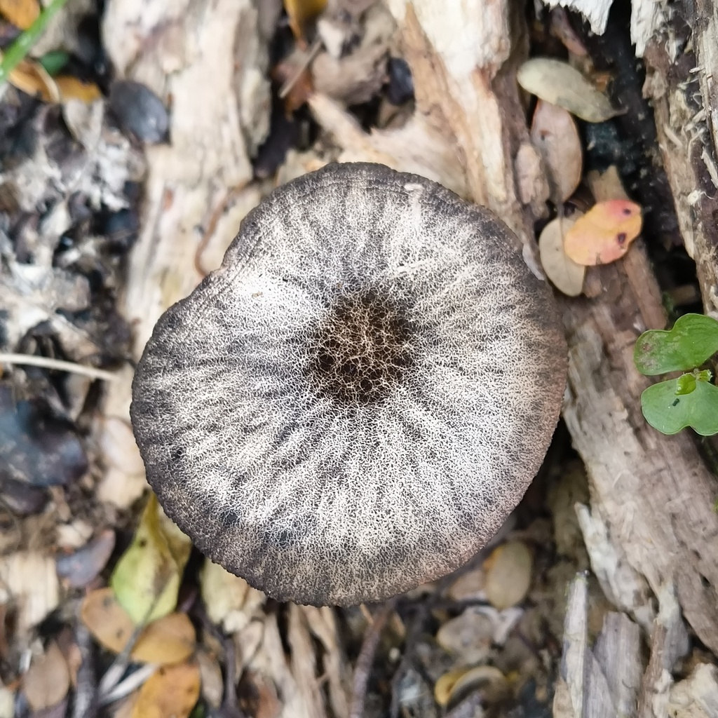 Pluteus perroseus · November 2025 · photo: © zedt (iNaturalist, cc-by)