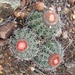 Melocactus zehntneri - Photo (c) Marcondes Oliveira, some rights reserved (CC BY-NC), uploaded by Marcondes Oliveira