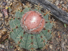 Melocactus zehntneri