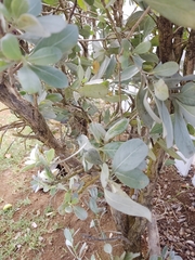 Conocarpus erectus sericeus