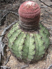 Melocactus zehntneri