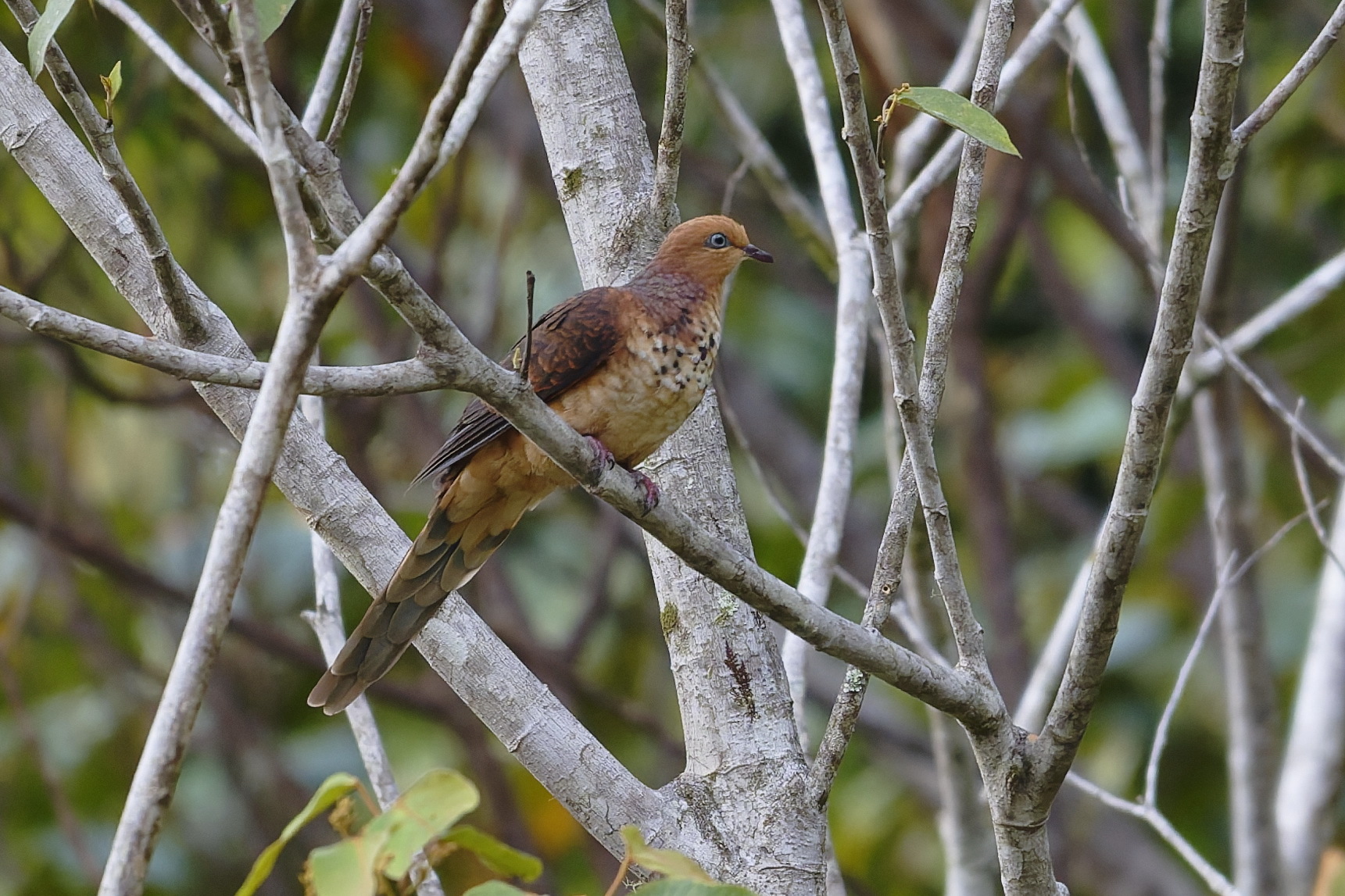 Little Cuckoo-Dove