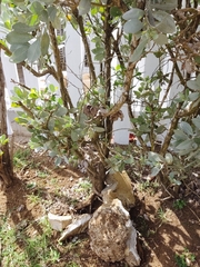 Conocarpus erectus sericeus