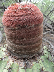 Melocactus zehntneri
