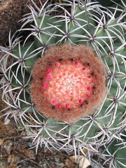 Melocactus zehntneri