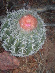 Melocactus zehntneri