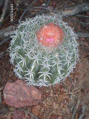 Melocactus zehntneri