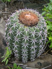 Melocactus zehntneri