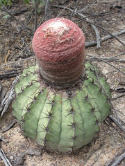 Melocactus zehntneri