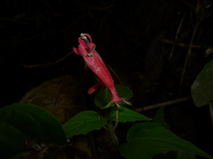 Centropogon cordifolius