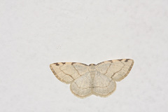 Stegania trimaculata