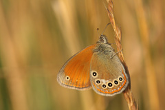 Coenonympha glycerion iphioides