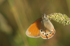Coenonympha glycerion iphioides