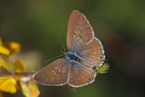 Lang's Short-tailed Blue