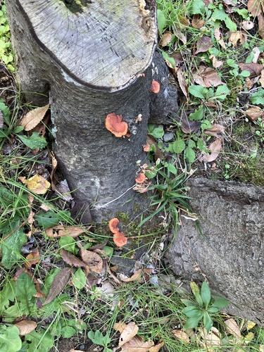 Trametes coccinea