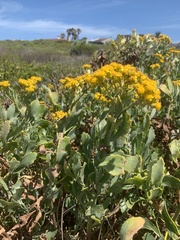 Senecio halimifolius, photograph (c) Dave Richardson, some rights reserved (CC BY)