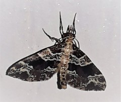Psaliodes